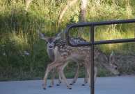 Black Canyon pair of fawns